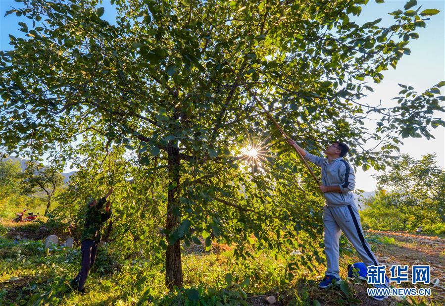 （在習(xí)近平新時(shí)代中國特色社會(huì)主義思想指引下&mdash;&mdash;新時(shí)代新作為新篇章&middot;鄉(xiāng)村振興戰(zhàn)略&middot;圖文互動(dòng)）（1）&ldquo;小山貨&rdquo;成為&ldquo;黃金果&rdquo;&mdash;&mdash;河北涉縣山核桃&ldquo;抱團(tuán)發(fā)展&rdquo;贏市場