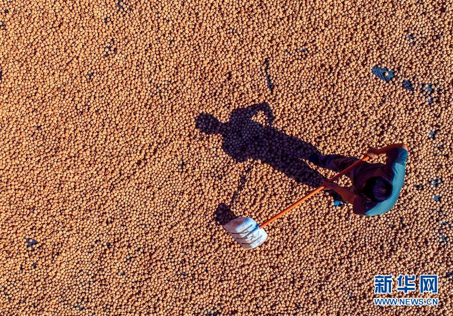 （在習(xí)近平新時(shí)代中國特色社會(huì)主義思想指引下&mdash;&mdash;新時(shí)代新作為新篇章&middot;鄉(xiāng)村振興戰(zhàn)略&middot;圖文互動(dòng)）（2）&ldquo;小山貨&rdquo;成為&ldquo;黃金果&rdquo;&mdash;&mdash;河北涉縣山核桃&ldquo;抱團(tuán)發(fā)展&rdquo;贏市場