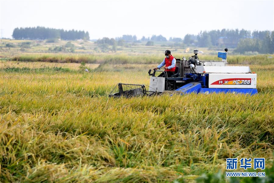 （新華全媒頭條&middot;壯闊東方潮　奮進(jìn)新時(shí)代&mdash;&mdash;慶祝改革開放40年&middot;圖文互動(dòng)）（9）小崗，與時(shí)代同行&mdash;&mdash;&ldquo;中國(guó)農(nóng)村改革第一村&rdquo;40年變遷的改革啟示
