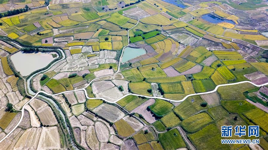(新華全媒頭條·圖文互動(dòng))(8)希望灑在金色田野——寫在鄉(xiāng)村振興戰(zhàn)略實(shí)施一周年之際