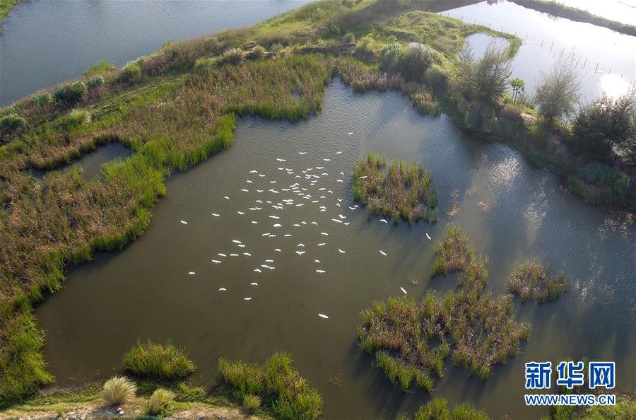 （圖文互動&middot;百城百縣百企調(diào)研行）（5）&ldquo;濕地海口&rdquo;的生態(tài)文明建設(shè)實踐