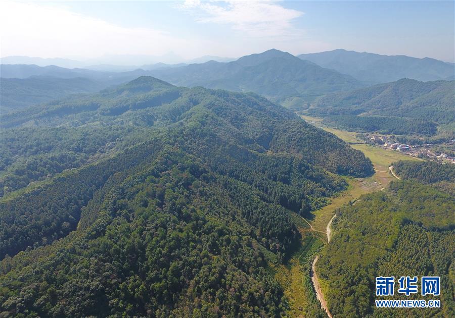 (在習(xí)近平新時代中國特色社會主義思想指引下·慶祝改革開放40周年·綠色發(fā)展·圖文互動)(3)向陽花木易為春——綠色發(fā)展之“木”的故事