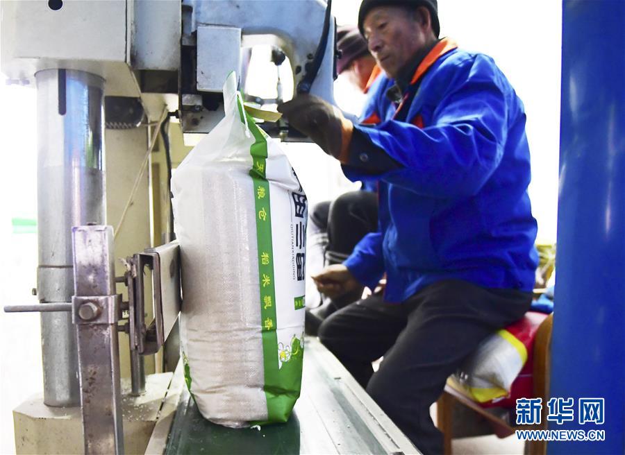 （在習(xí)近平新時代中國特色社會主義思想指引下&mdash;&mdash;新時代新作為新篇章&middot;鄉(xiāng)村振興戰(zhàn)略&middot;圖文互動）（3）吉林榆樹：產(chǎn)糧&ldquo;冠軍縣&rdquo;大旱之年從容應(yīng)對減產(chǎn)考驗