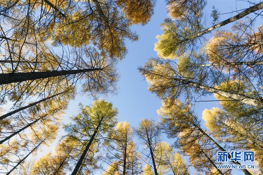 （新華全媒頭條&middot;圖文互動）（9）那一抹綠色，走進(jìn)越來越多人心里&mdash;&mdash;河北塞罕壩續(xù)寫新時代綠色傳奇