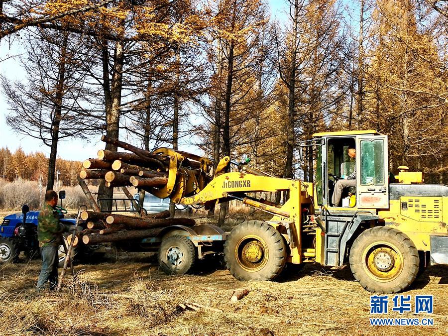 （新華全媒頭條&middot;圖文互動）（7）那一抹綠色，走進(jìn)越來越多人心里&mdash;&mdash;河北塞罕壩續(xù)寫新時代綠色傳奇