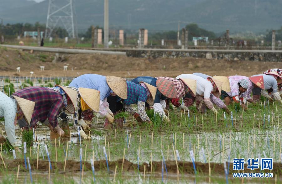 （百城百縣百企調(diào)研行&middot;圖文互動(dòng)）（4）海南農(nóng)墾：農(nóng)業(yè)&ldquo;國(guó)家隊(duì)&rdquo;打贏改革&ldquo;翻身仗&rdquo;