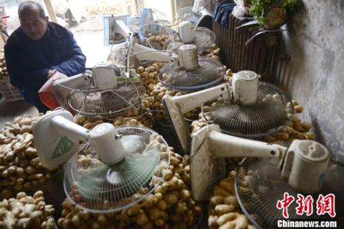 資料圖：山西太原蔬菜批發(fā)市場，姜販用多臺電風(fēng)扇風(fēng)干新鮮潮濕的生姜。<a target='_blank' ><p  align=