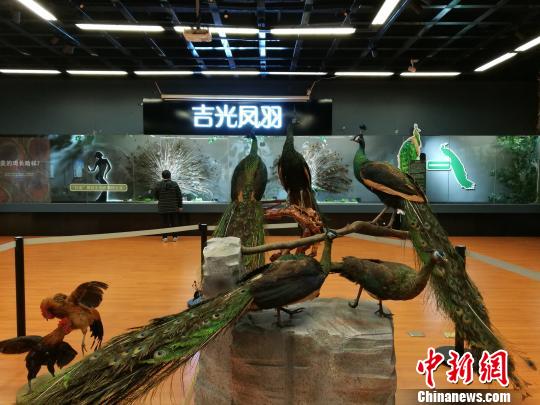 先有雞還是先有蛋？這個(gè)科普展覽有點(diǎn)&ldquo;不一般&rdquo;