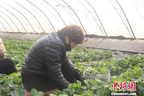 正值隆冬時節(jié)，山西省長治市長子縣天寒地凍，最低氣溫已有零下十幾度，當?shù)氐氖卟舜笈飪?nèi)卻&ldquo;春意盎然&rdquo;、生機勃勃。　王維寧 攝