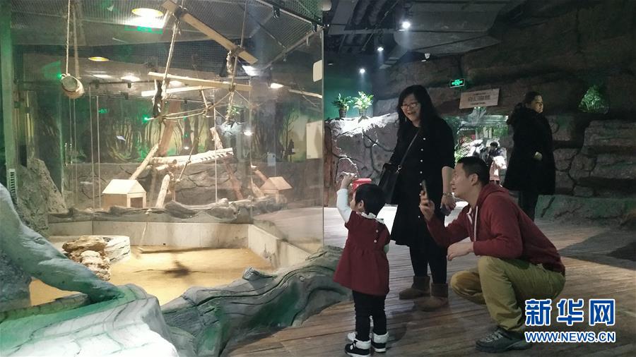 (新春走基層·圖文互動(dòng))(1)新疆“新年俗”:動(dòng)物王國學(xué)知識(shí) 冰雪世界強(qiáng)身體