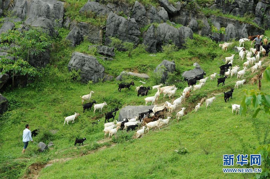 (兩會前夕看落實·圖文互動)(2)決戰(zhàn)脫貧攻堅 奮力后發(fā)趕超——貴州落實習(xí)近平總書記全國兩會重要講話精神紀(jì)實