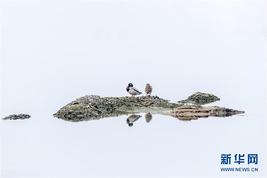 （生態(tài)文明建設&middot;圖文互動）（4）從亂河灘到&ldquo;鳥的天堂&rdquo;&mdash;&mdash;一名攝影師鏡頭里的&ldquo;生態(tài)變奏曲&rdquo;