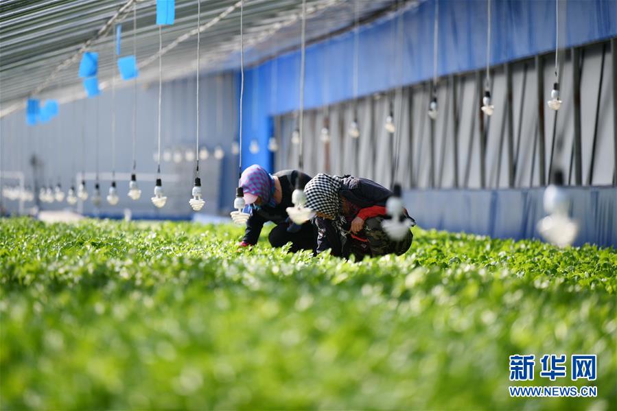 （壯麗70年　奮斗新時(shí)代&mdash;&mdash;推動(dòng)高質(zhì)量發(fā)展調(diào)研行&middot;圖文互動(dòng)）（4）黑龍江賓縣：&ldquo;北菜南銷&rdquo;演繹結(jié)構(gòu)調(diào)整&ldquo;大文章&rdquo; 