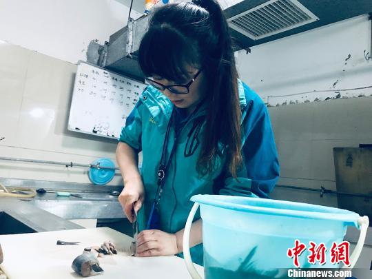 于雅麗在餌料操作間，準(zhǔn)備著動物們的食物?！“瑧c龍 攝