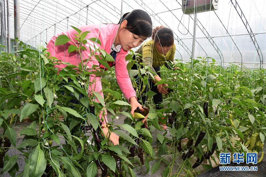 （壯麗70年&middot;奮斗新時代&middot;圖文互動）（3）山東壽光：一棵&ldquo;菜&rdquo;興一座城 