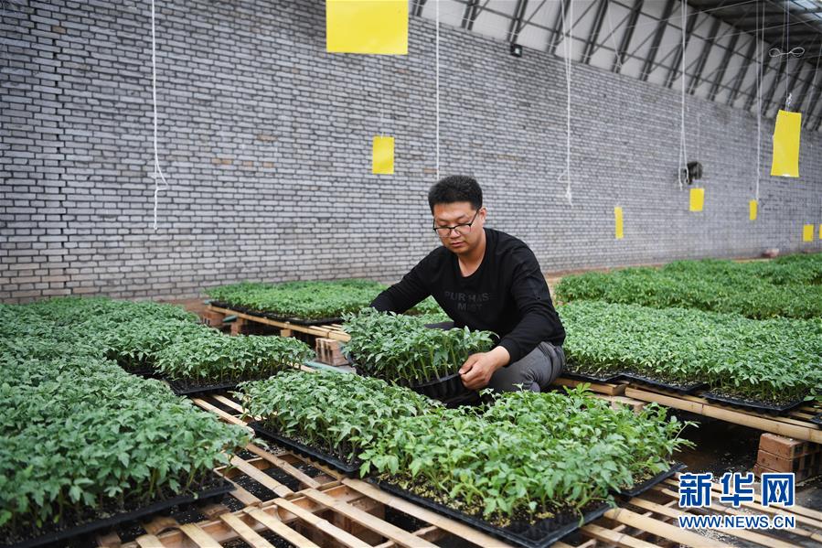 (在習(xí)近平新時(shí)代中國(guó)特色社會(huì)主義思想指引下——新時(shí)代新作為新篇章·圖文互動(dòng))(8)在綠色田野上書(shū)寫(xiě)青春答卷——幾位“新農(nóng)民”的返鄉(xiāng)創(chuàng)業(yè)故事
