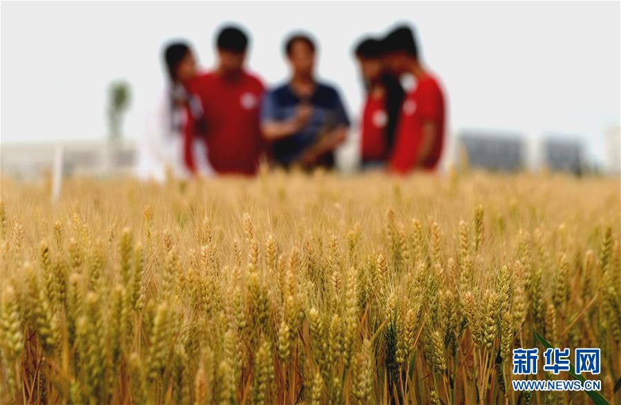 （新華全媒頭條&middot;愛(ài)國(guó)情 奮斗者&middot;圖文互動(dòng)）（7）把論文寫(xiě)在祖國(guó)的大地上&mdash;&mdash;中國(guó)農(nóng)業(yè)大學(xué)46年扎根河北曲周服務(wù)鄉(xiāng)村振興紀(jì)實(shí)