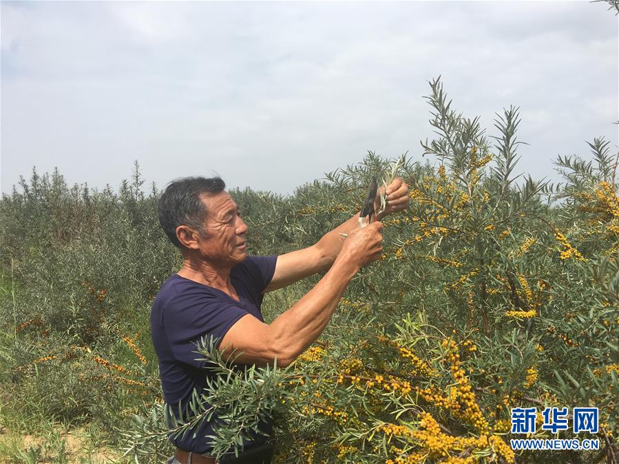 （權(quán)威訪談&middot;聚焦中國經(jīng)濟(jì)亮點(diǎn)&middot;圖文互動(dòng)）（4）防治土地荒漠化 推動(dòng)綠色發(fā)展&mdash;&mdash;專訪國家林業(yè)和草原局副局長(zhǎng)劉東生