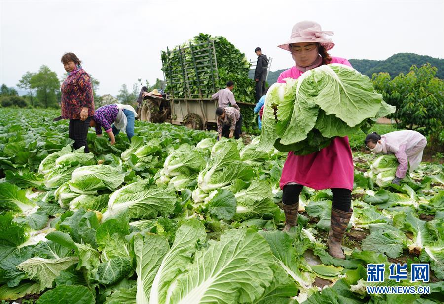 (走基層 聽(tīng)民聲·圖文互動(dòng))(1)陜西:太白山下種蔬菜 質(zhì)優(yōu)價(jià)高不愁賣(mài)
