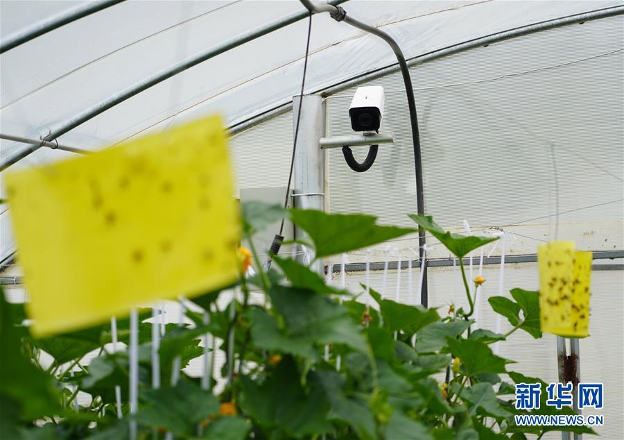 (走基層 聽(tīng)民聲·圖文互動(dòng))(2)陜西:太白山下種蔬菜 質(zhì)優(yōu)價(jià)高不愁賣(mài)