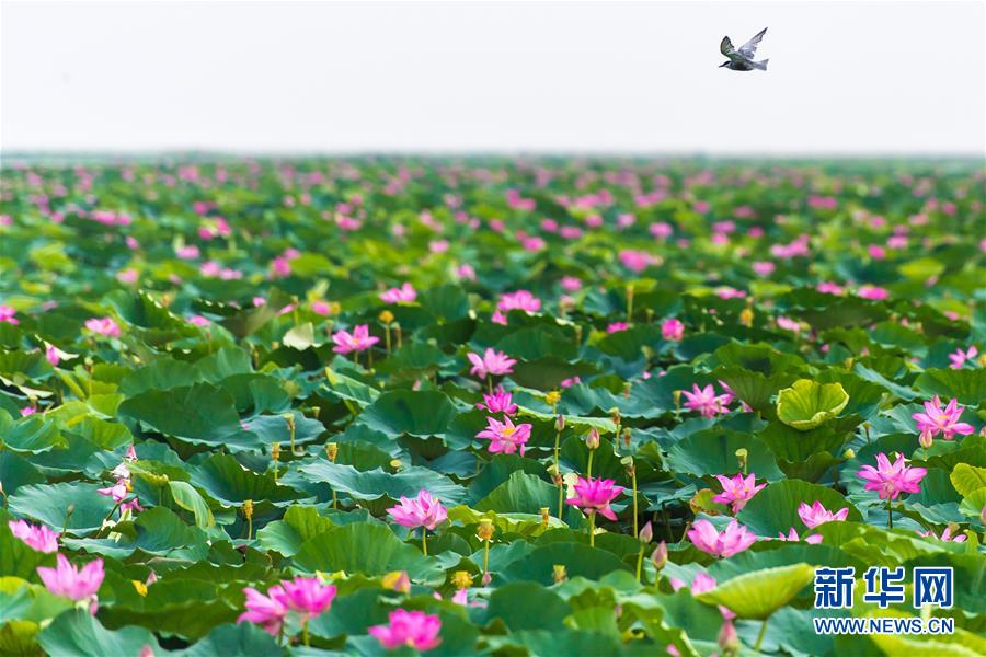 （壯麗70年&middot;奮斗新時代&mdash;&mdash;共和國發(fā)展成就巡禮&middot;圖文互動）（5）潮涌楚天闊&mdash;&mdash;湖北砥礪奮進70年譜寫高質量發(fā)展華章