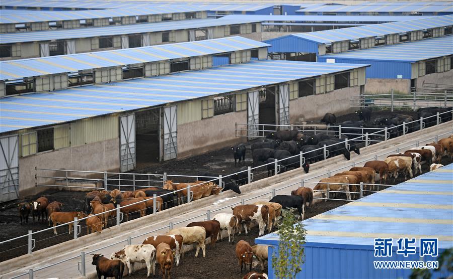 （壯麗70年&middot;奮斗新時(shí)代&mdash;&mdash;共和國發(fā)展成就巡禮&middot;圖文互動(dòng)）（11）生態(tài)美、百姓富&mdash;&mdash;品讀嶄新&ldquo;寧夏畫卷&rdquo;