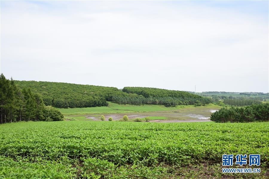 （在習(xí)近平新時代中國特色社會主義思想指引下&mdash;&mdash;新時代新作為新篇章&middot;圖文互動）（2）向林木要錢，讓綠樹生金&mdash;&mdash;黑龍江省拜泉縣發(fā)展綠色經(jīng)濟(jì)助脫貧