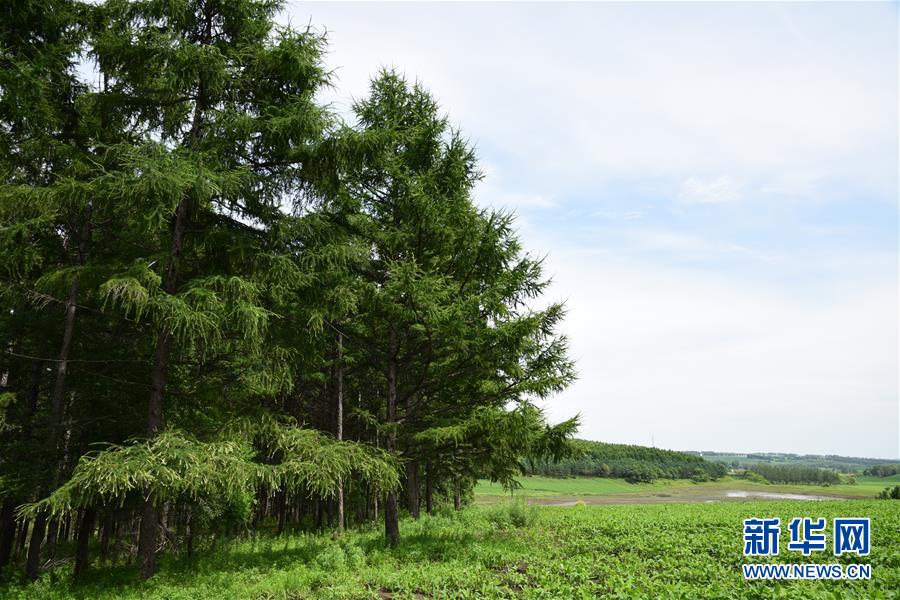 （在習(xí)近平新時代中國特色社會主義思想指引下&mdash;&mdash;新時代新作為新篇章&middot;圖文互動）（1）向林木要錢，讓綠樹生金&mdash;&mdash;黑龍江省拜泉縣發(fā)展綠色經(jīng)濟(jì)助脫貧