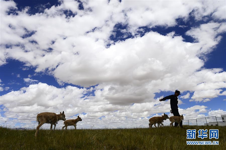 （今日關(guān)注&middot;第一屆國(guó)家公園論壇&middot;圖文互動(dòng)）（5）首個(gè)國(guó)家公園什么樣？專家?guī)阆?ldquo;睹&rdquo;為快