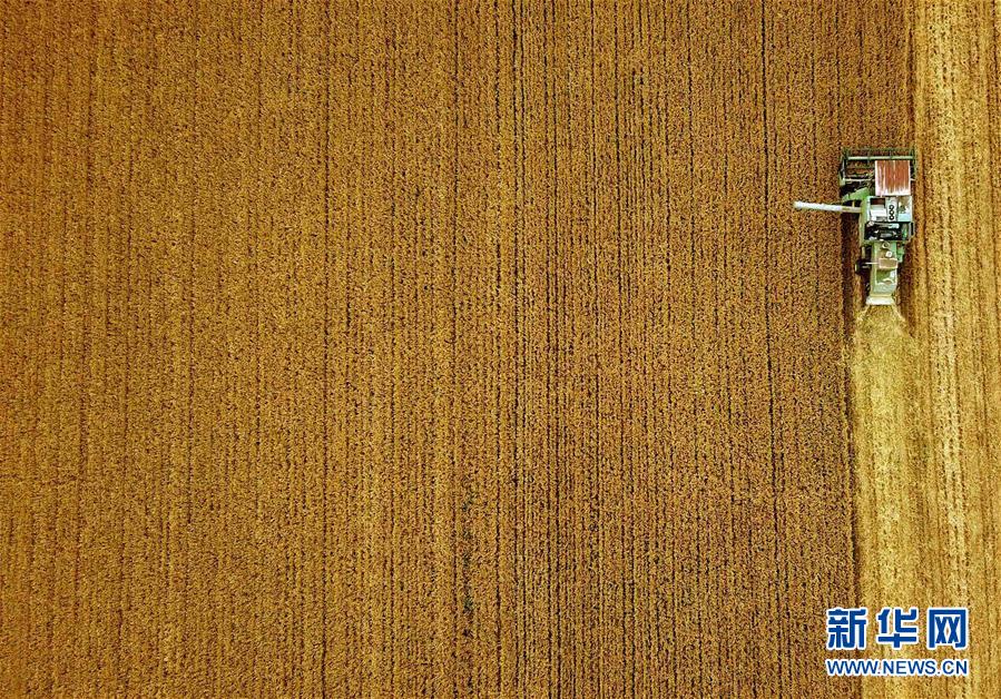（新華全媒頭條&middot;圖文互動）（7）大國糧倉的新時代交響&mdash;&mdash;河南農業(yè)70年觀察