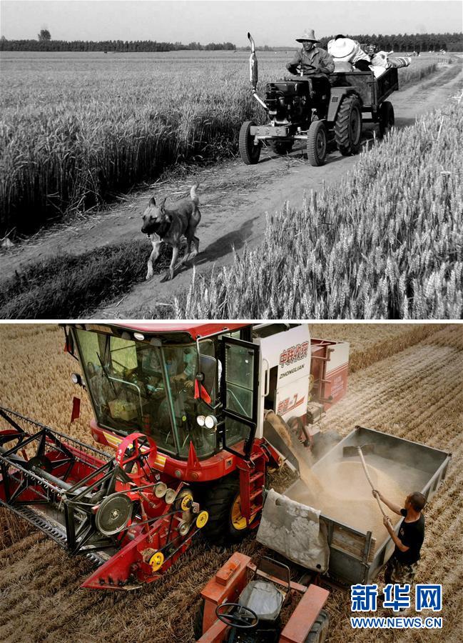 （新華全媒頭條&middot;圖文互動）（8）大國糧倉的新時代交響&mdash;&mdash;河南農業(yè)70年觀察