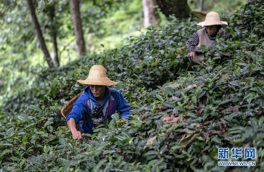 （決戰(zhàn)決勝脫貧攻堅(jiān)&middot;圖文互動）（5）怒江大峽谷興起&ldquo;生態(tài)行當(dāng)&rdquo;