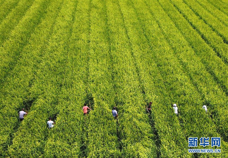 （全面深化改革&middot;圖文互動）（1）&ldquo;減&rdquo;出效益 &ldquo;融&rdquo;出特色 &ldquo;服&rdquo;出動力&mdash;&mdash;貴州推進(jìn)農(nóng)村產(chǎn)業(yè)結(jié)構(gòu)調(diào)整觀察