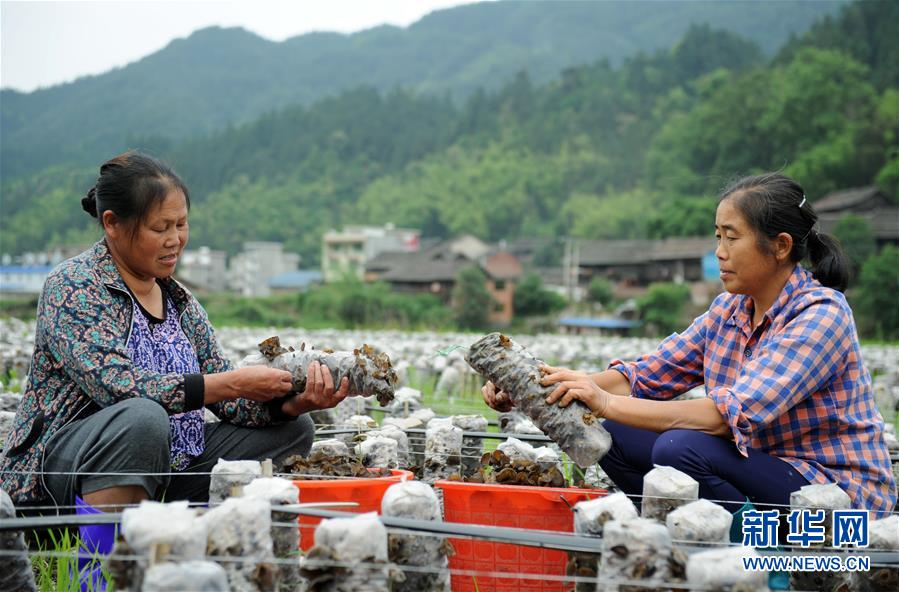 （全面深化改革&middot;圖文互動）（10）&ldquo;減&rdquo;出效益 &ldquo;融&rdquo;出特色 &ldquo;服&rdquo;出動力&mdash;&mdash;貴州推進(jìn)農(nóng)村產(chǎn)業(yè)結(jié)構(gòu)調(diào)整觀察