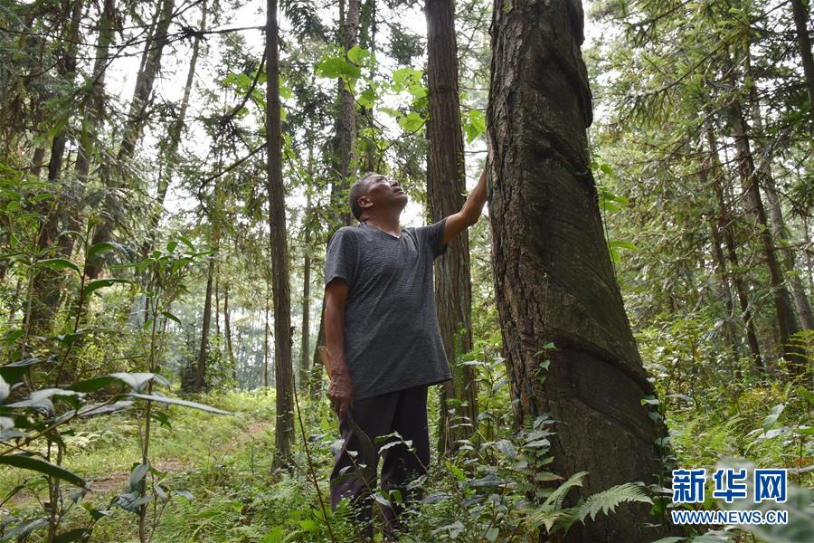 （愛(ài)國(guó)情 奮斗者&middot;圖文互動(dòng)）（3）貴州印江高石坎護(hù)林隊(duì)：半輩子，以林場(chǎng)為家