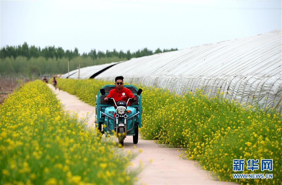 （在習近平新時代中國特色社會主義思想指引下&mdash;&mdash;新時代新作為新篇章&middot;總書記關心的百姓身邊事&middot;圖文互動）（3）&ldquo;農(nóng)&rdquo;字頭照樣&ldquo;大&rdquo;作為&mdash;&mdash;豐收時節(jié)看涉農(nóng)高校人才在希望的田野