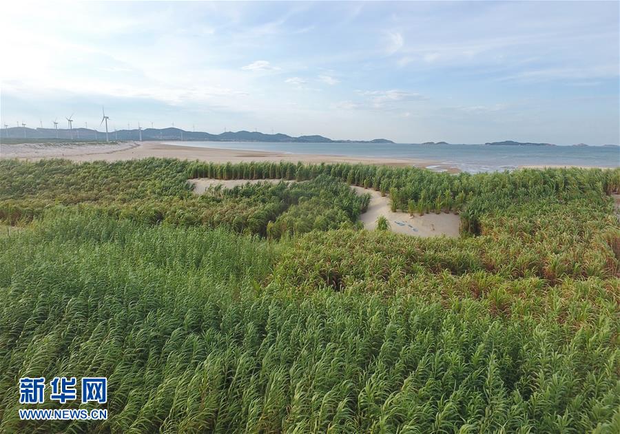 （不忘初心、牢記使命&middot;圖文互動(dòng)）（2）拳拳寸草心 濃濃報(bào)國(guó)情&mdash;&mdash;記&ldquo;菌草之父&rdquo;林占熺