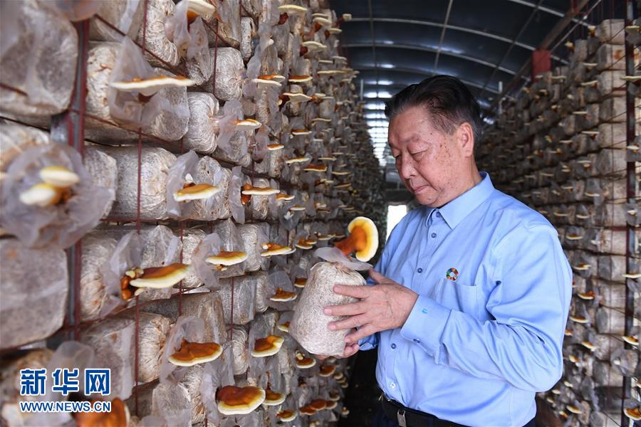 （不忘初心、牢記使命&middot;圖文互動(dòng)）（1）拳拳寸草心 濃濃報(bào)國(guó)情&mdash;&mdash;記&ldquo;菌草之父&rdquo;林占熺