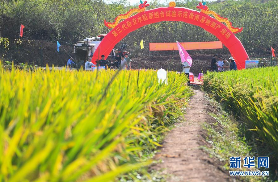 （圖文互動(dòng)）（1）1046.3公斤！袁隆平第三代雜交水稻首次公開(kāi)測(cè)產(chǎn)