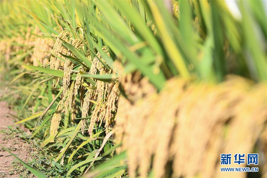 （圖文互動(dòng)）（8）1046.3公斤！袁隆平第三代雜交水稻首次公開(kāi)測(cè)產(chǎn)