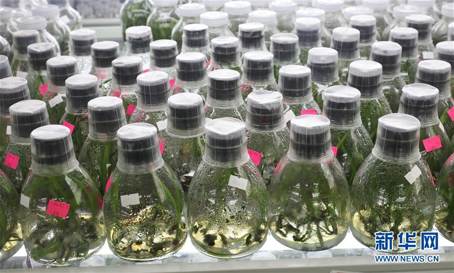 （在習(xí)近平新時(shí)代中國特色社會(huì)主義思想指引下&mdash;&mdash;新時(shí)代新作為新篇章&middot;總書記關(guān)心的百姓身邊事&middot;圖文互動(dòng)）（3）&ldquo;科技秀才&rdquo;給田野帶來新希望