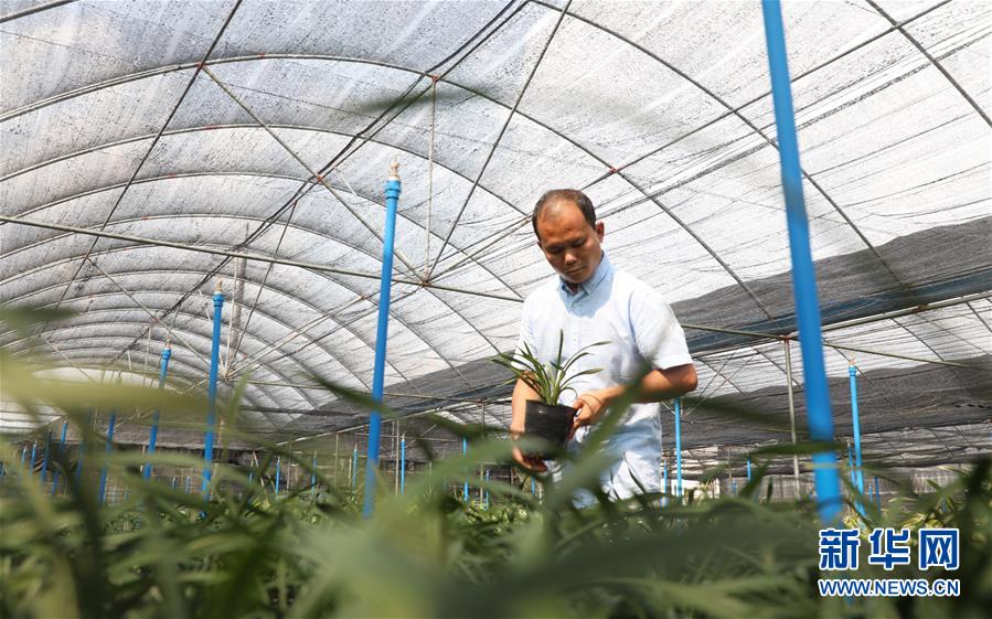 （在習(xí)近平新時(shí)代中國特色社會(huì)主義思想指引下&mdash;&mdash;新時(shí)代新作為新篇章&middot;總書記關(guān)心的百姓身邊事&middot;圖文互動(dòng)）（4）&ldquo;科技秀才&rdquo;給田野帶來新希望