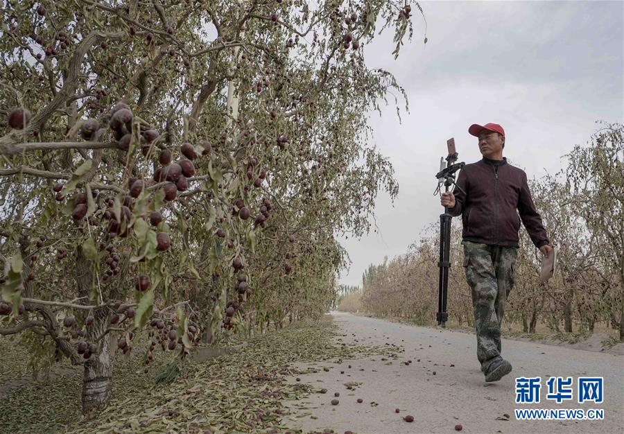 （新華全媒頭條）（7）沙海之邊一片紅&mdash;&mdash;一粒棗和&ldquo;第一大縣&rdquo;的故事