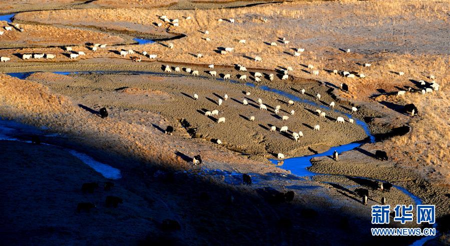 （新華全媒頭條&middot;圖文互動）（15）格?；ㄩ_滿天路&mdash;&mdash;寫在川藏公路通車65周年之際