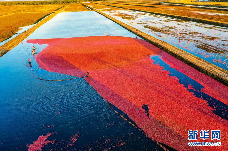 （脫貧攻堅&middot;圖文互動）（2）中國東極故事之五：蔓越莓為什么這樣紅？