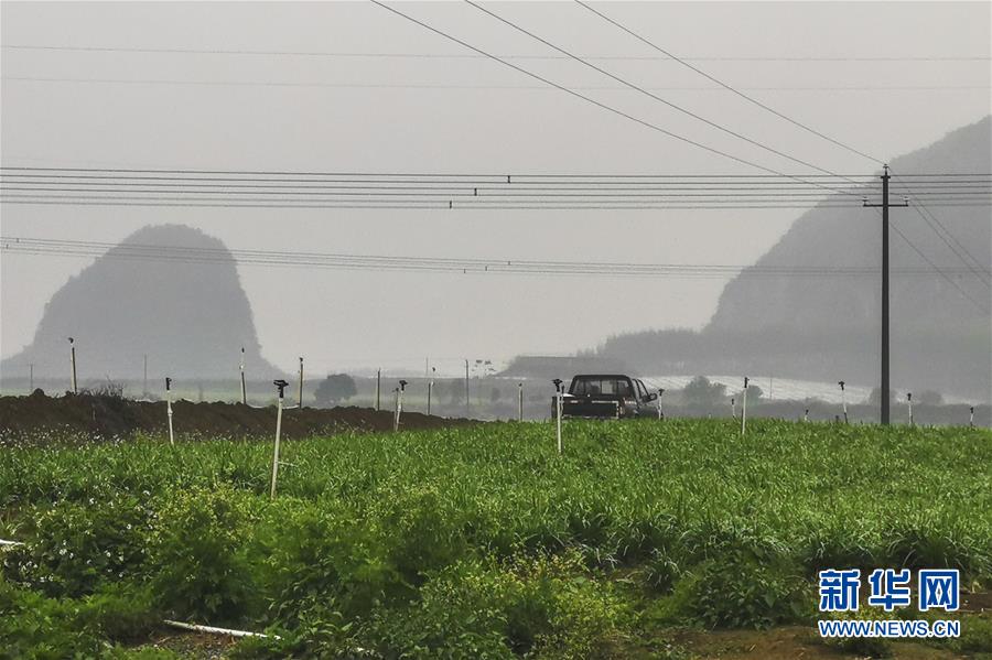 (聚焦疫情防控·圖文互動(dòng))(3)“得知要送武漢 凌晨出來(lái)摘菜”——中國(guó)“南菜園”廣西全力抗疫保供應(yīng)