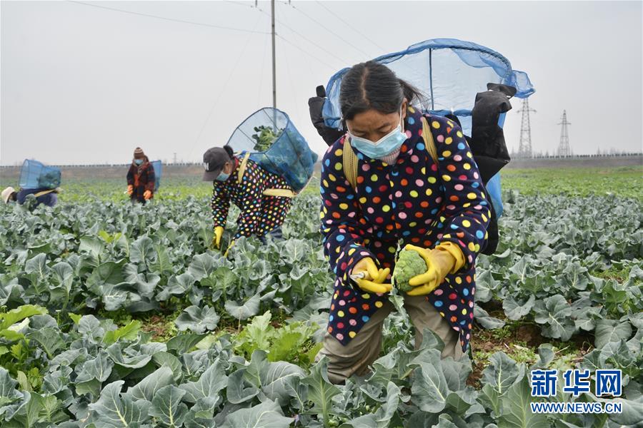 (做好六穩(wěn)工作 應對復雜局面·圖文互動)(1)穩(wěn)住“菜籃子” 守住“好日子”