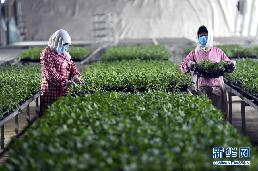 （圖文互動）（4）別樣的春耕&mdash;&mdash;來自農(nóng)業(yè)大省山東的春耕備耕見聞