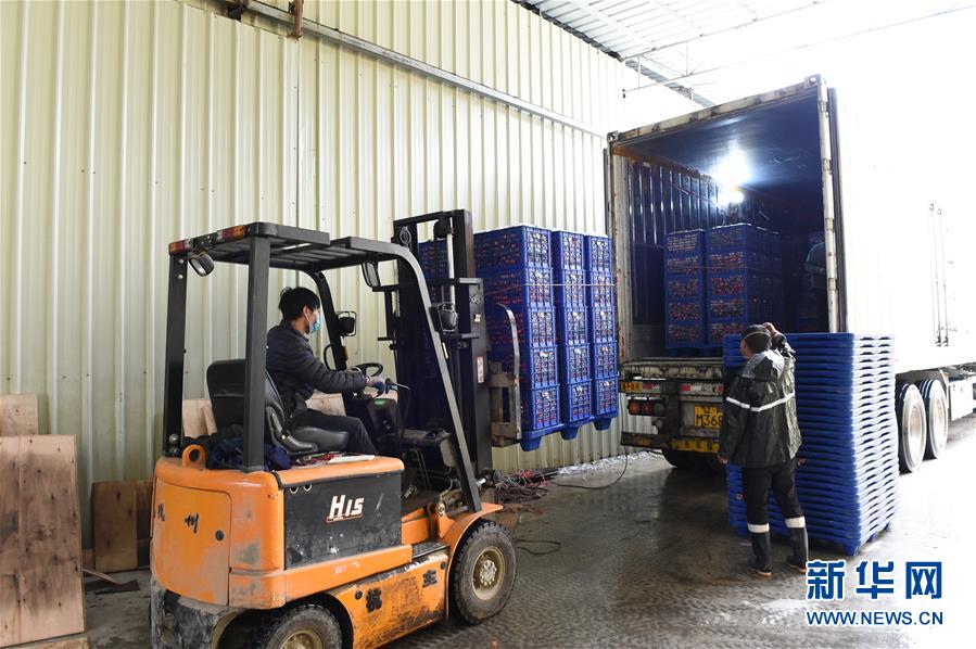 (圖文互動(dòng))(9)與疫情抗?fàn)?與春光同行——廣西農(nóng)村春耕備耕一線觀察