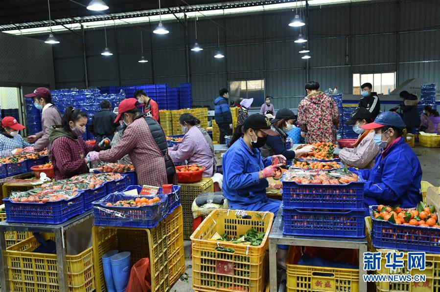 (圖文互動(dòng))(10)與疫情抗?fàn)?與春光同行——廣西農(nóng)村春耕備耕一線觀察